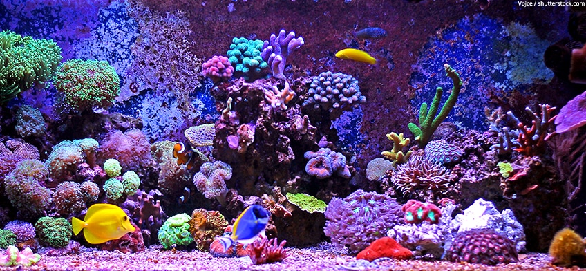 aquarium epoxidharz
