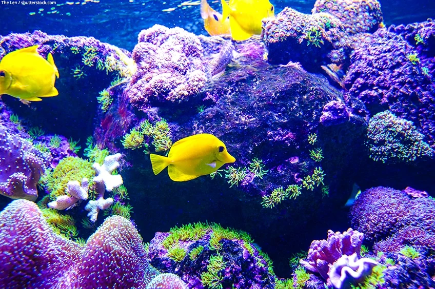 epoxidharz für aquarium