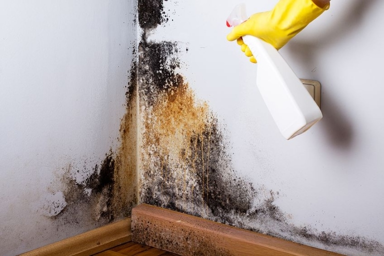 How to Remove Mold from Wood – A Guide on Mold and Mildew Removal