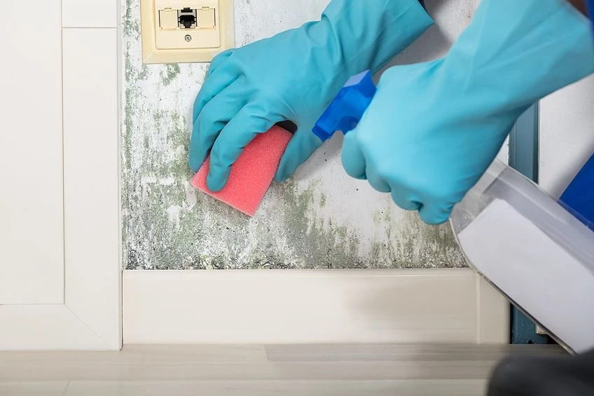 Remove Mold from Wood