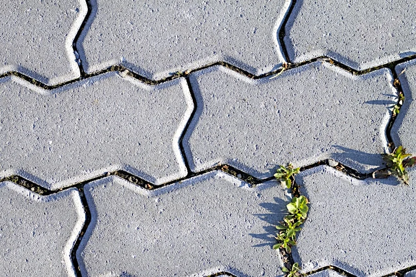 Weeds-in-Paving