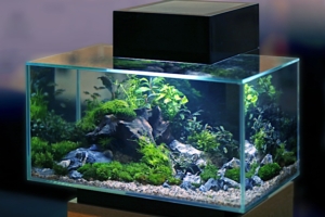 Aquarium Glue – Safe Adhesives for Fish Tanks