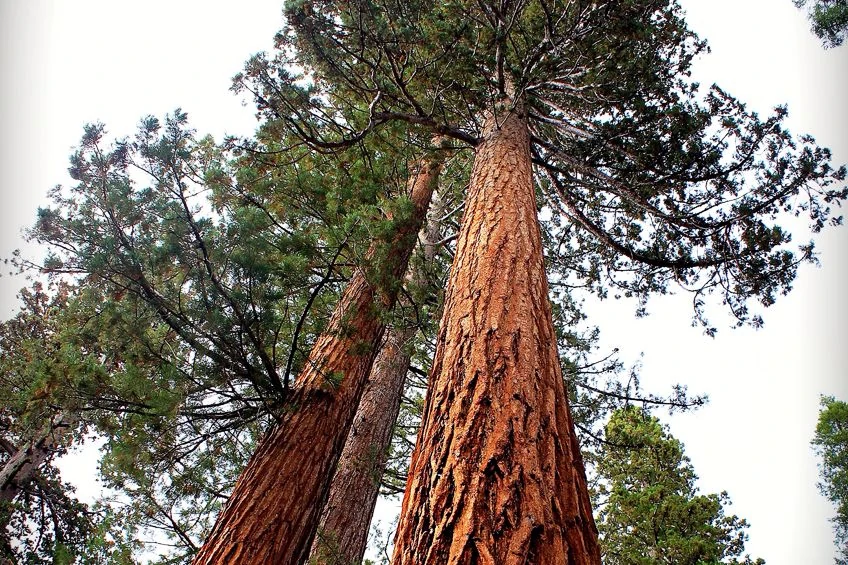 Redwood Characteristics