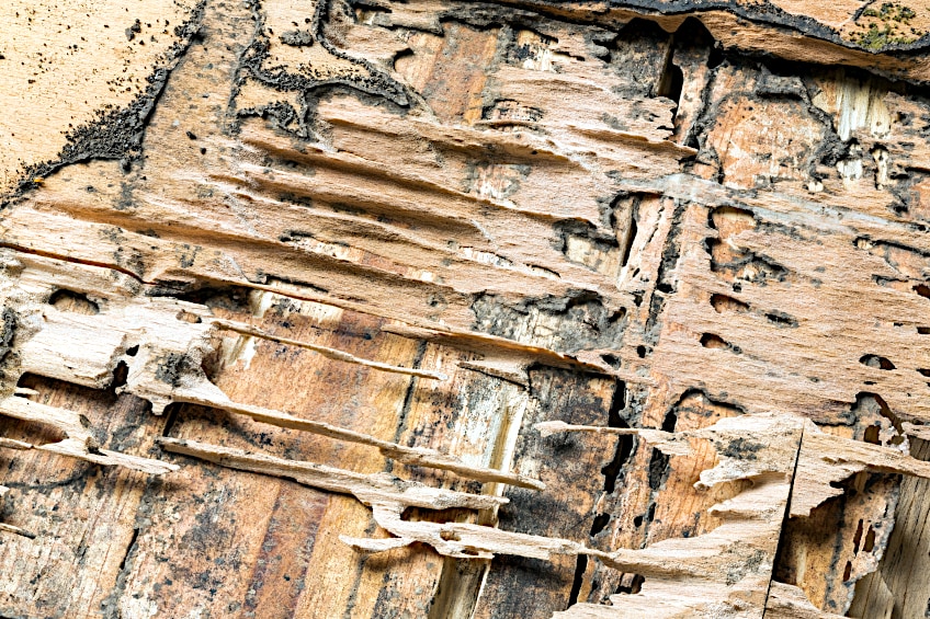 Redwood Resists Rot and Termites