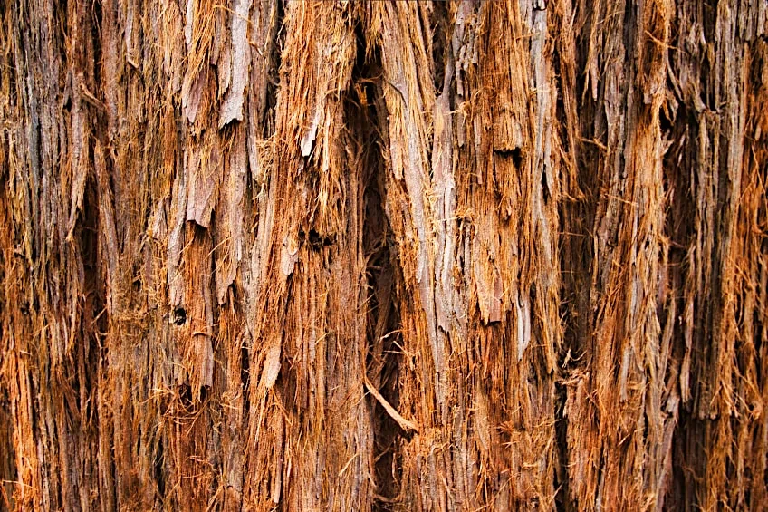 Redwood Tree Fibers