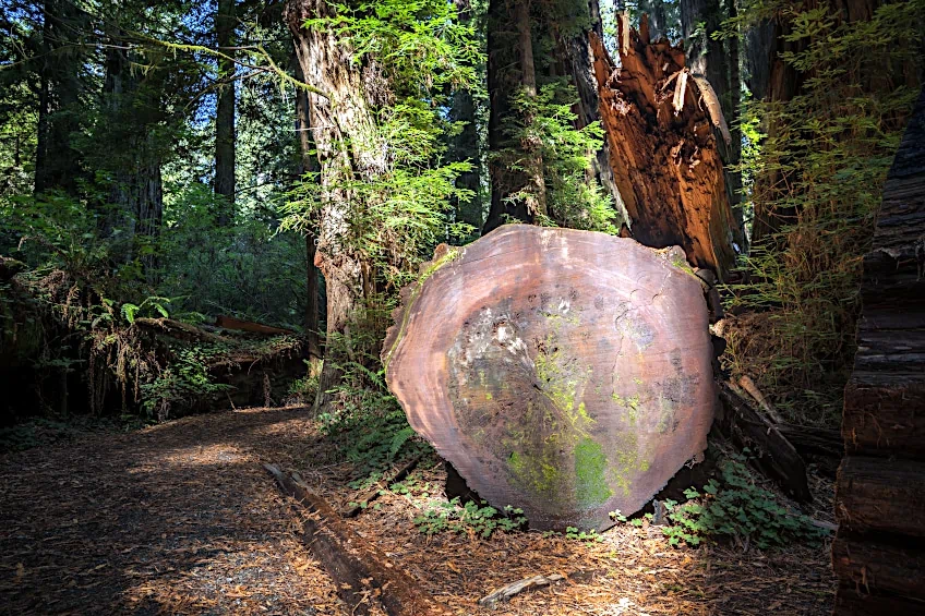Strength of Redwood Timber
