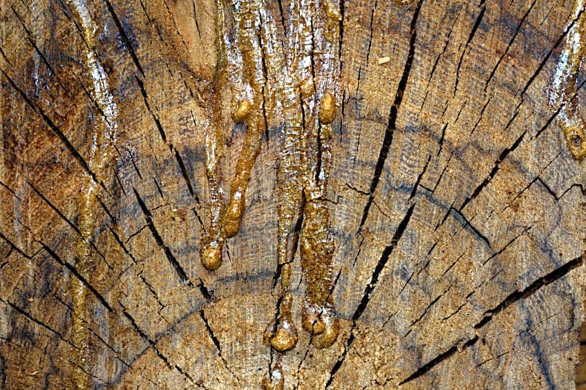 Tree Sap Naturally Varnishes Wood