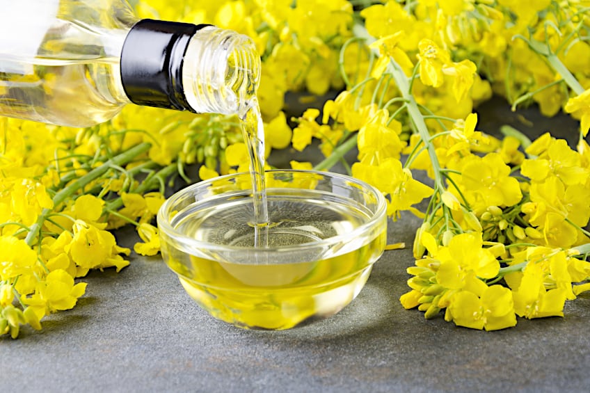Canola Bar and Chain Oil Substitute